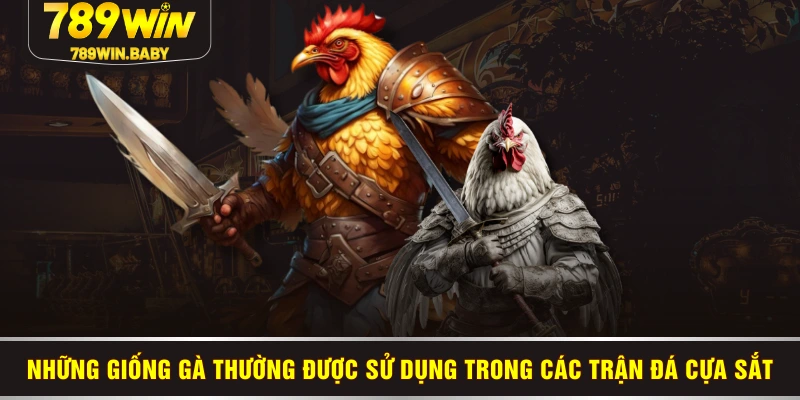 Những giống gà thường được sử dụng trong các trận đá cựa sắt Những giống gà thường được sử dụng trong các trận đá cựa sắt